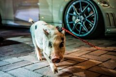 2022-07-13-Road-To-El-Dorado-Car-Show-Case-Las-Vegas-Car-Meets-Photography-Vik-Chohan-Photography-Photo-Booth-Social-Media-VCP-263